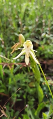 Habenaria trifida