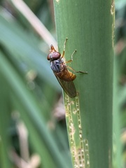 Rhingia rostrata
