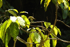 Orthotomus