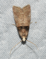 Acrobasis aurorella