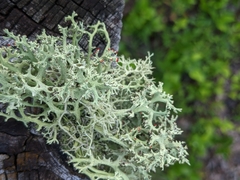 Cladonia leporina