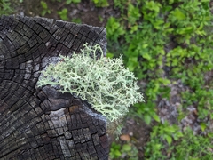 Cladonia leporina