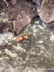 Dasymutilla scaevola