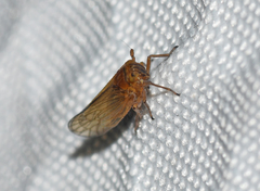 Javesella pellucida