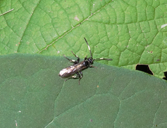 Cratichneumon viator