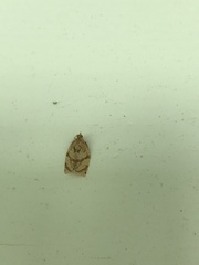 Adoxophyes privatana