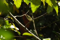 Orthotomus