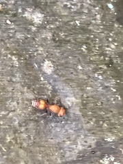 Dasymutilla scaevola