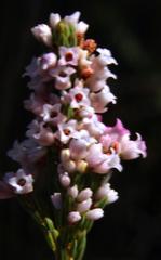 Erica articularis