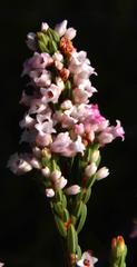 Erica articularis