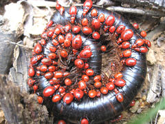 Ectrichodia crux