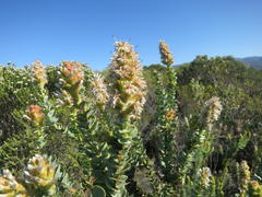 Paranomus roodebergensis