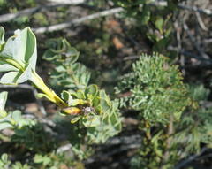 Paranomus roodebergensis