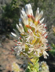 Paranomus roodebergensis