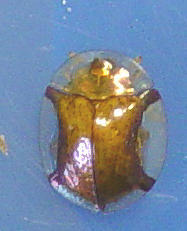 Aspidimorpha quadriremis