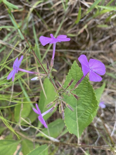 Phlox floridana image