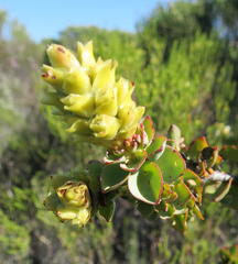 Paranomus roodebergensis