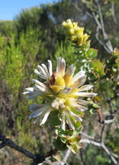 Paranomus roodebergensis