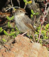 Grey-Backed Cisticola photo 4