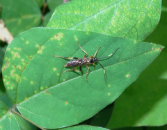 Polytribax contiguus