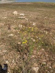 Jacobaea grandidentata