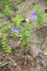 Scutellaria strigillosa