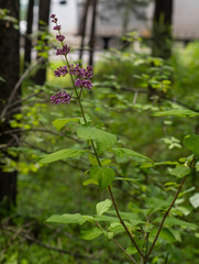 Syringa × henryi