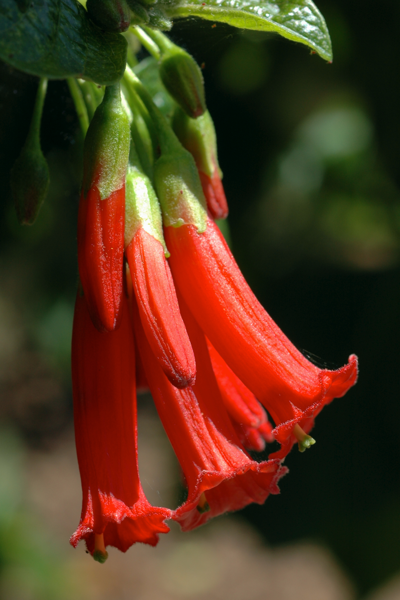 Iochroma
