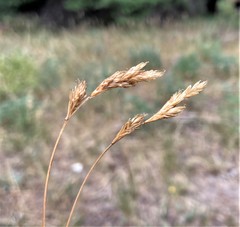 Carex praticola