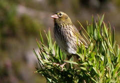 Euplectes capensis capensis
