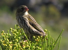 Euplectes capensis capensis