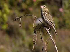 Euplectes capensis capensis