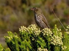Euplectes capensis capensis