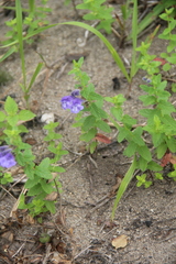 Scutellaria strigillosa
