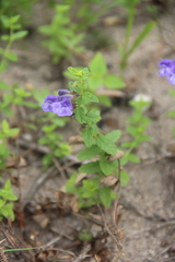 Scutellaria strigillosa