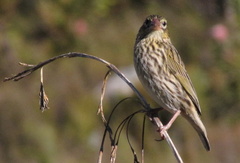 Euplectes capensis capensis