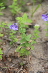 Scutellaria strigillosa