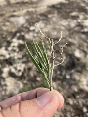 Nerisyrenia linearifolia