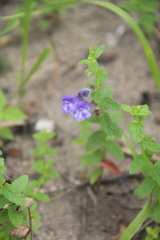 Scutellaria strigillosa