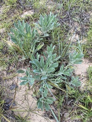 Lupinus villosus