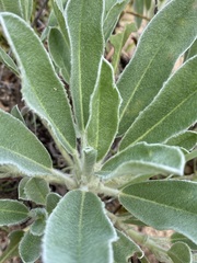 Lupinus villosus