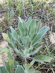 Lupinus villosus