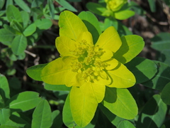 Euphorbia epithymoides