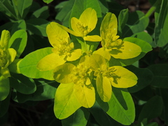 Euphorbia epithymoides