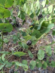 Baptisia perfoliata