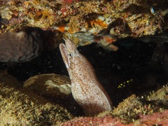 Gymnothorax zonipectis