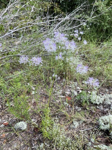 Image of Warea cuneifolia by (c) Matt Berger, some rights reserved (CC BY)