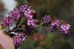 Erica labialis