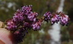 Erica labialis