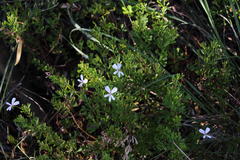 Pelargonium ternatum